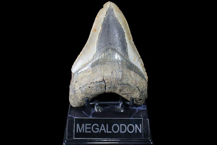 Bargain, Megalodon Tooth - North Carolina #83987
